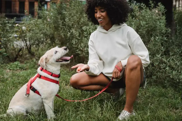 ¿Cómo elegir el mejor entrenador de perros en Caracas? Guía 2026