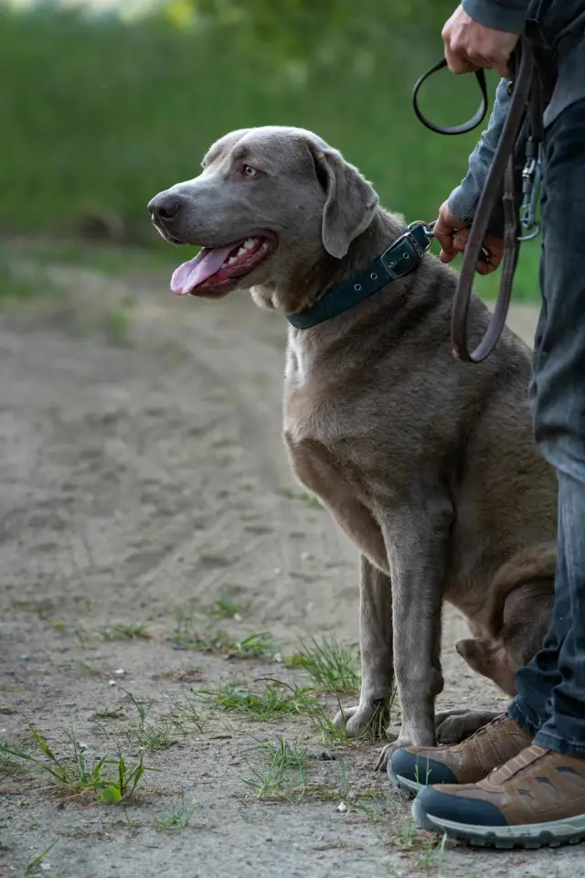 Entrenador de perros a domicilio en Caracas: precios y servicios 2026